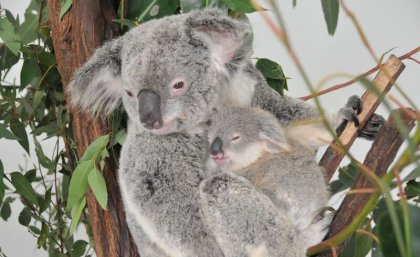 Photo courtesy of Dreamworld.